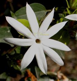  Flower-Corolla lobes